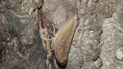 Charaxes