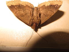 Achaea mormoides