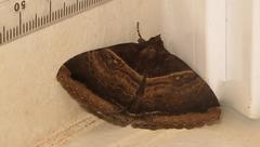 Achaea mormoides
