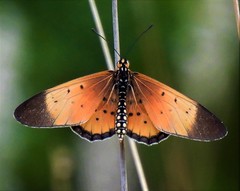 Acraea caldarena