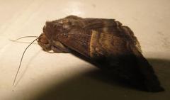 Achaea mormoides