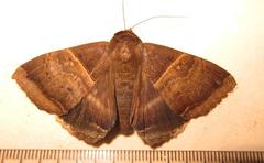 Achaea mormoides