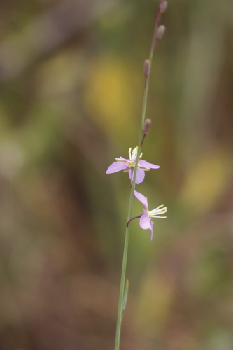 Image of Heliophila linoides by (c) Karen Eichholz, some rights reserved (CC BY)