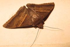 Achaea mormoides