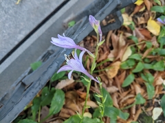 Hosta