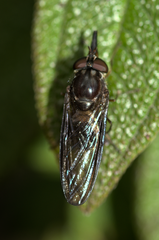 Rhingia