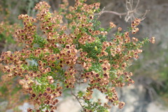 Erica arenaria