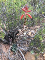 Aloe humilis