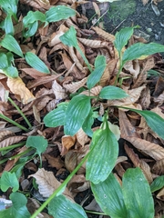 Hosta