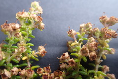 Erica arenaria