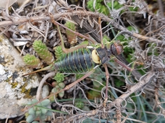 Parasteropleurus perezii