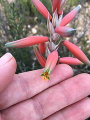 Aloe humilis