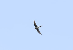 Hemiprocne longipennis