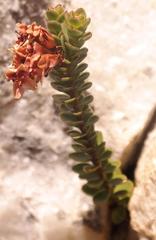 Sonderothamnus petraeus