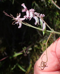 Cysticapnos cracca
