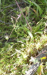 Cysticapnos cracca