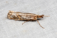 Hednota longipalpella