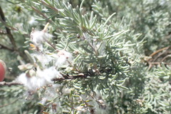 Eriocephalus racemosus