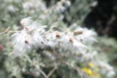 Eriocephalus racemosus