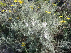 Eriocephalus racemosus
