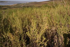Aspalathus excelsa