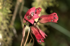 Gentianella jamesonii
