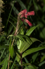 Gentianella jamesonii