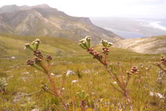 Berzelia rubra