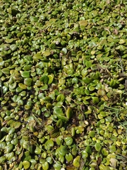 Limnobium laevigatum