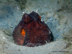 Octopus americanus