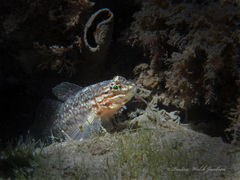 Coryphopterus dicrus