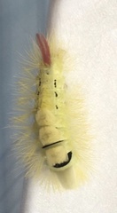 Calliteara pudibunda