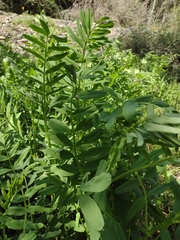 Galega officinalis