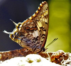 Charaxes achaemenes