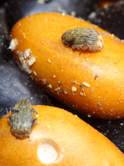 Acanthoscelides obtectus