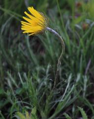 Berkheya insignis