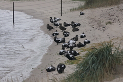 Somateria mollissima