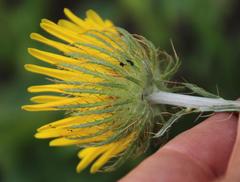 Berkheya insignis