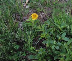 Berkheya insignis