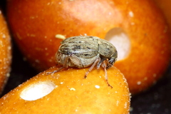 Acanthoscelides obtectus