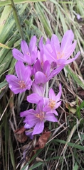 Colchicum autumnale