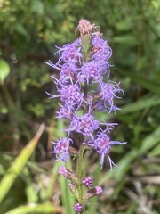 Liatris gracilis