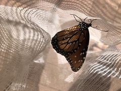 Danaus gilippus