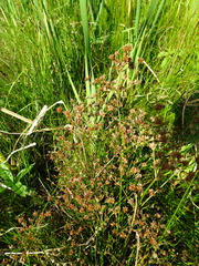 Juncus × lemieuxii