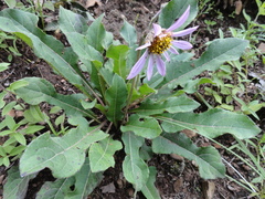 Iostephane heterophylla