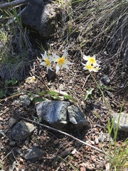 Erythronium helenae