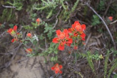 Castilleja latifolia