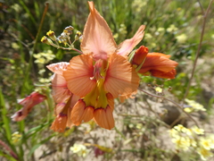 Gladiolus meliusculus
