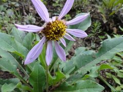 Iostephane heterophylla