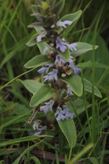 Ajuga ophrydis